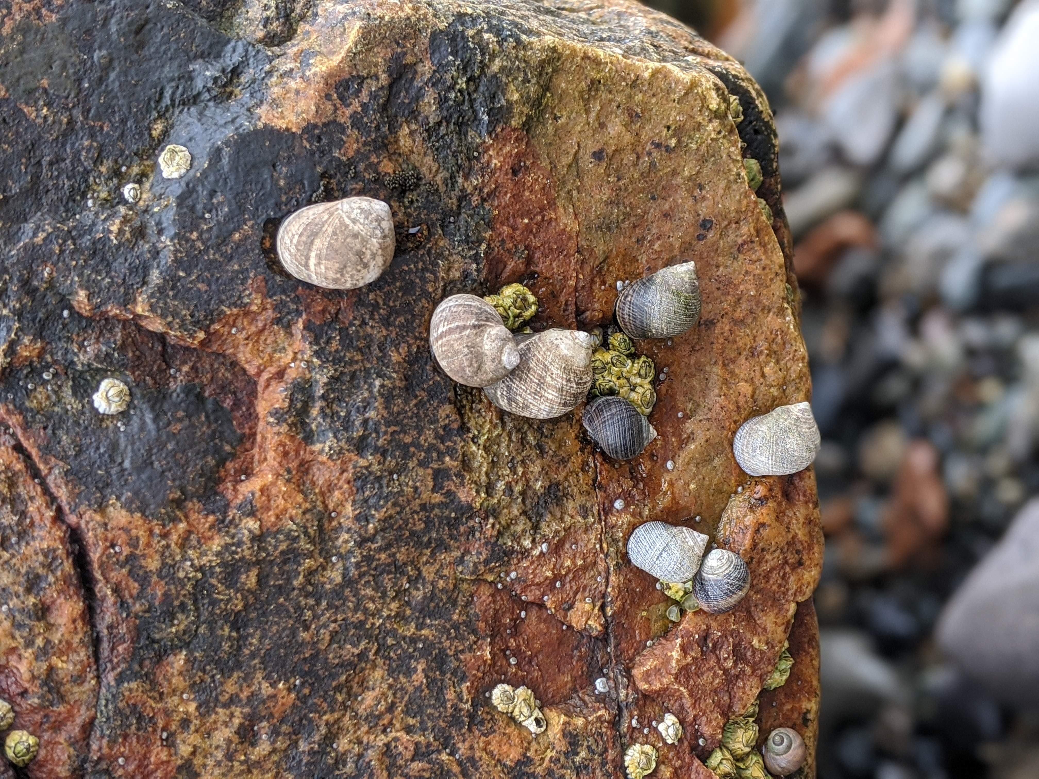 Snails and barnacles attached to rocks in Acadia's tide pools
