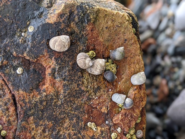 Snails and Barnacles on Rock