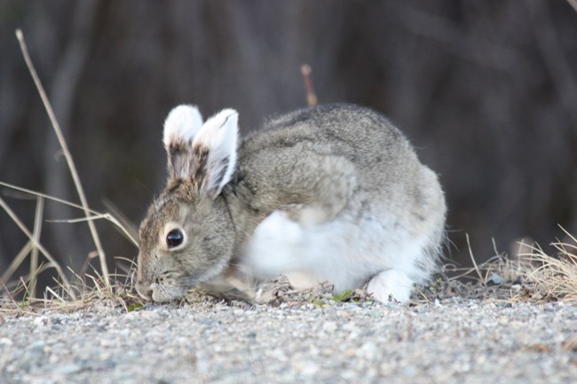 A snowshoe hare eating grass