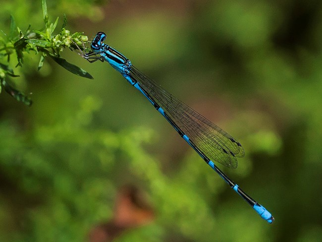Stream Bluet Dragonfly
