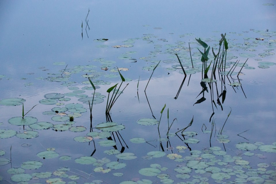 closeup of thin plants growing out of the water and lily pads