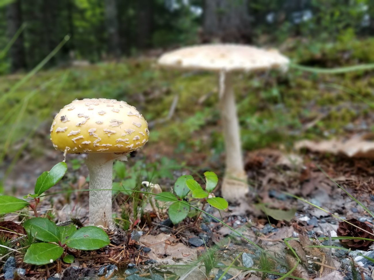 Two Amanita Muscaria mushrooms.