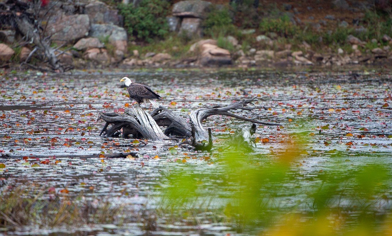 a bald eagle sits on a stump in a lake