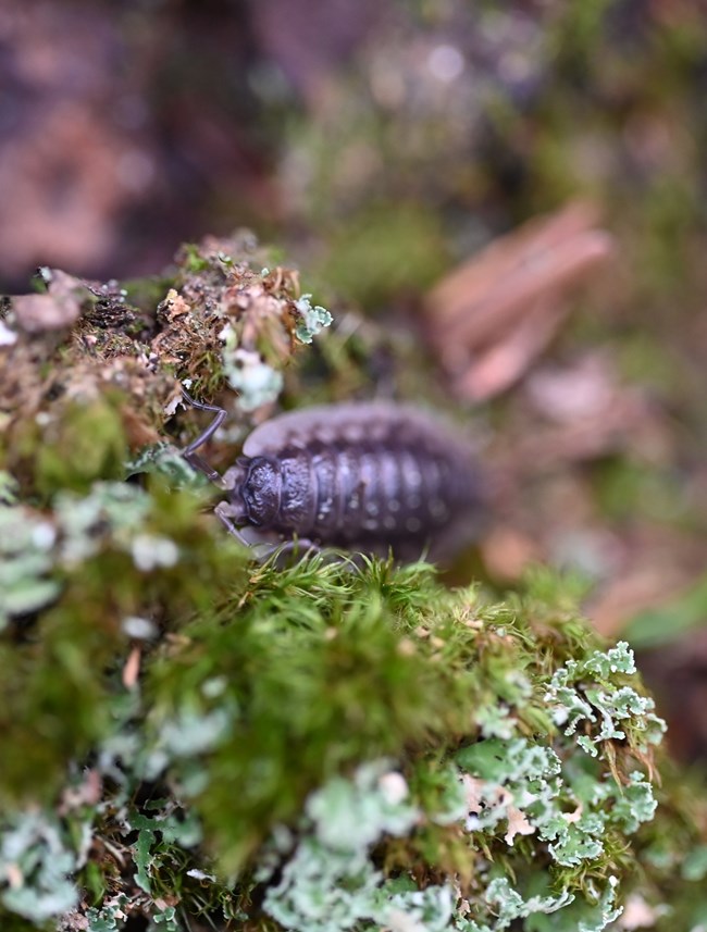 A woodlouse among moss and lichen