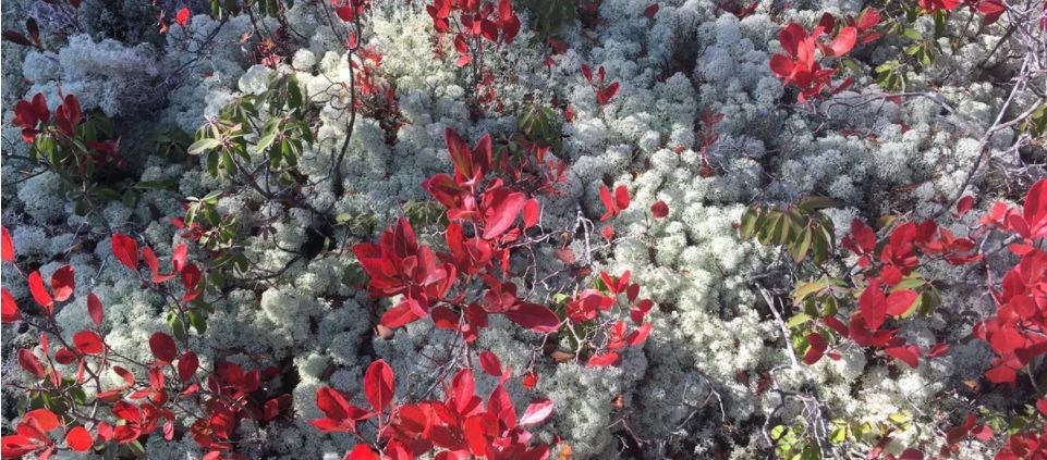 red and green leafed plants peak out from fluffy ice green ground lichen