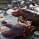 lobster