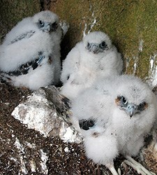 Peregrine Chicks 2008