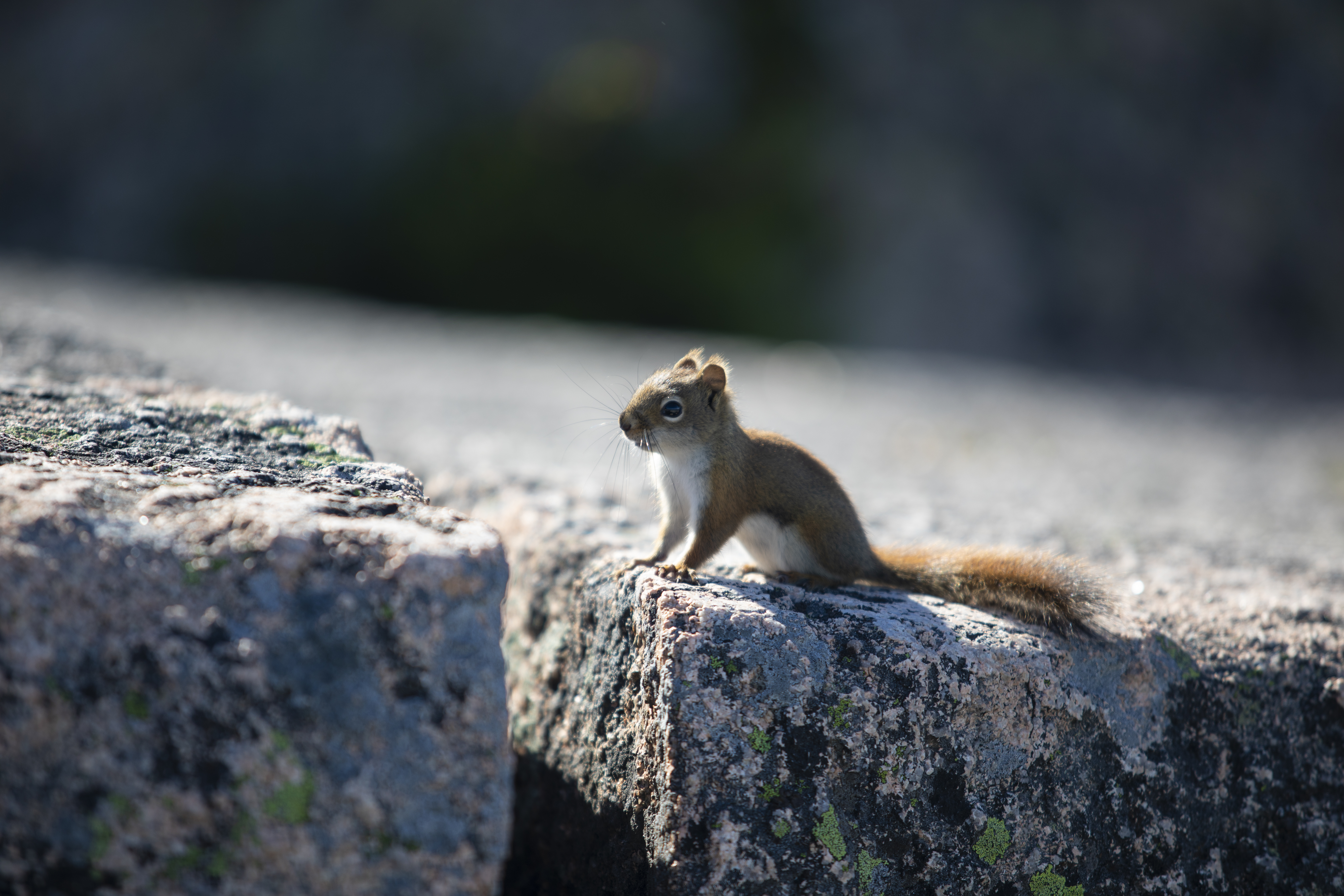Red squirrel perched on granite stone in Acadia National Park showing natural wildlife behavior