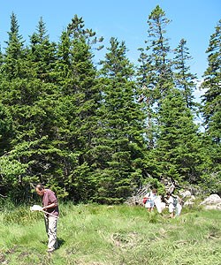 Three people search for insects in a grassy area using sweep nets. Three people search for insects in a grassy area using sweep nets.