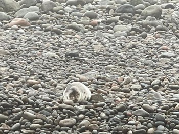 a grey seal blends in with cobblestones on a beach