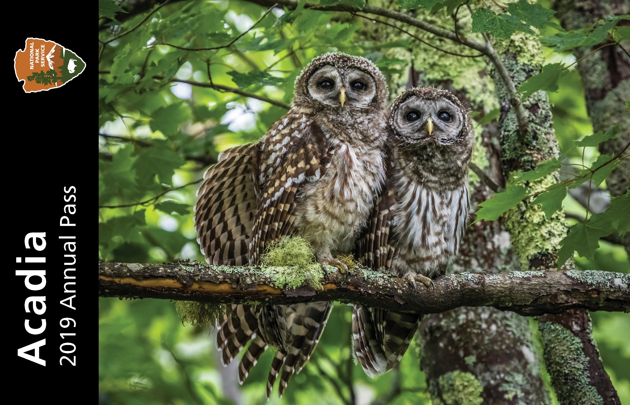 ACAD_2019 Annual Pass WINNER Image on park annual pass features two owls on a branch