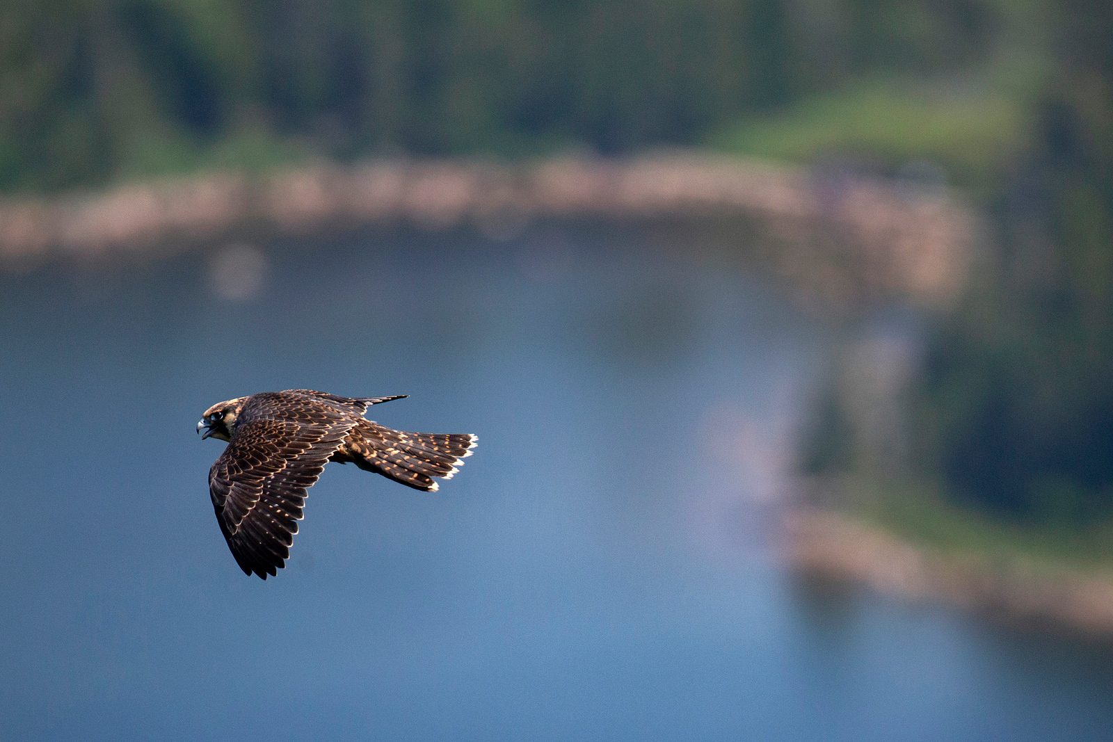 Peregrine Falcon soars in the sky. Background is blurry, bird is in focus.