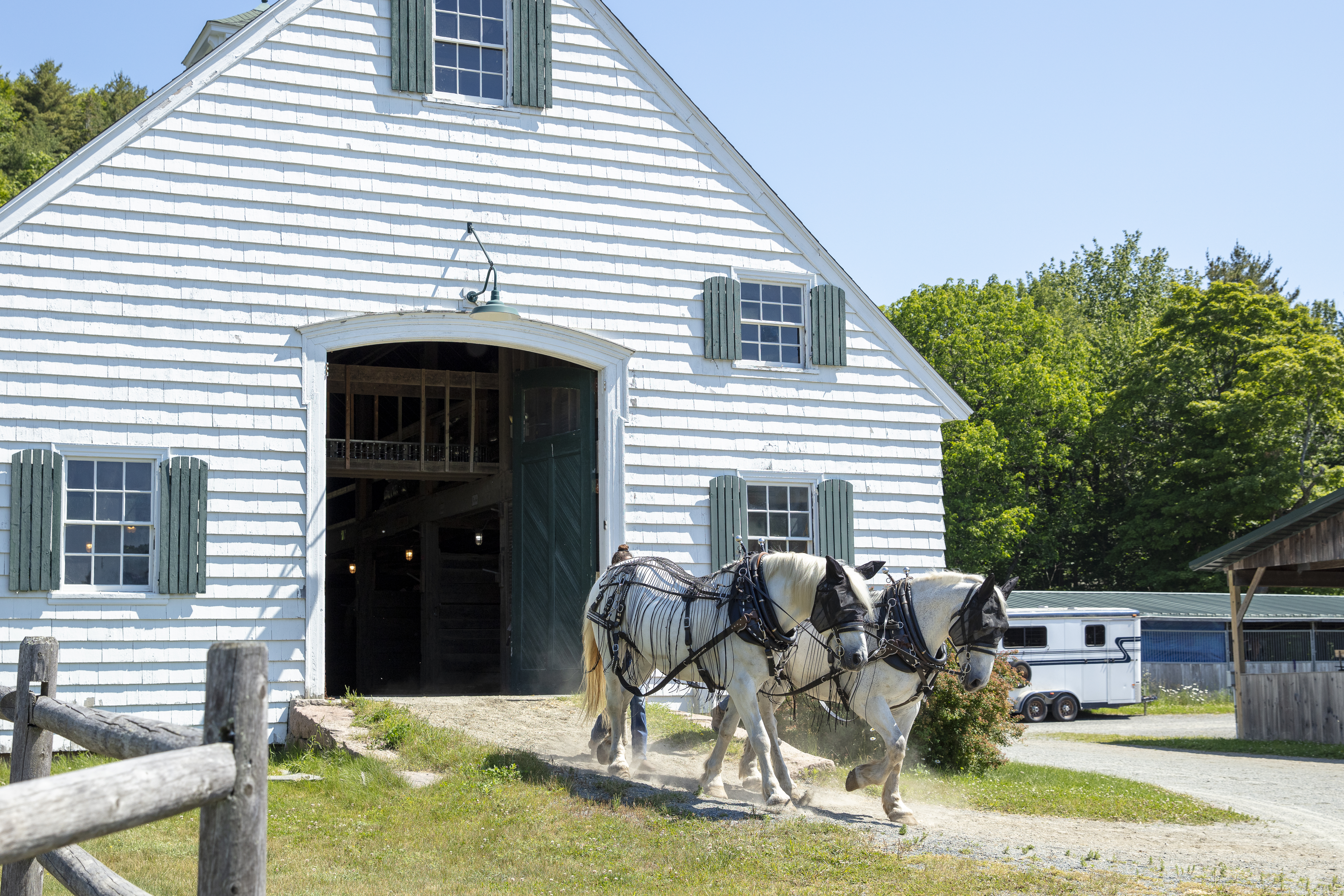 Carriage Tour Concession Opportunity Two horses exit a white barn.