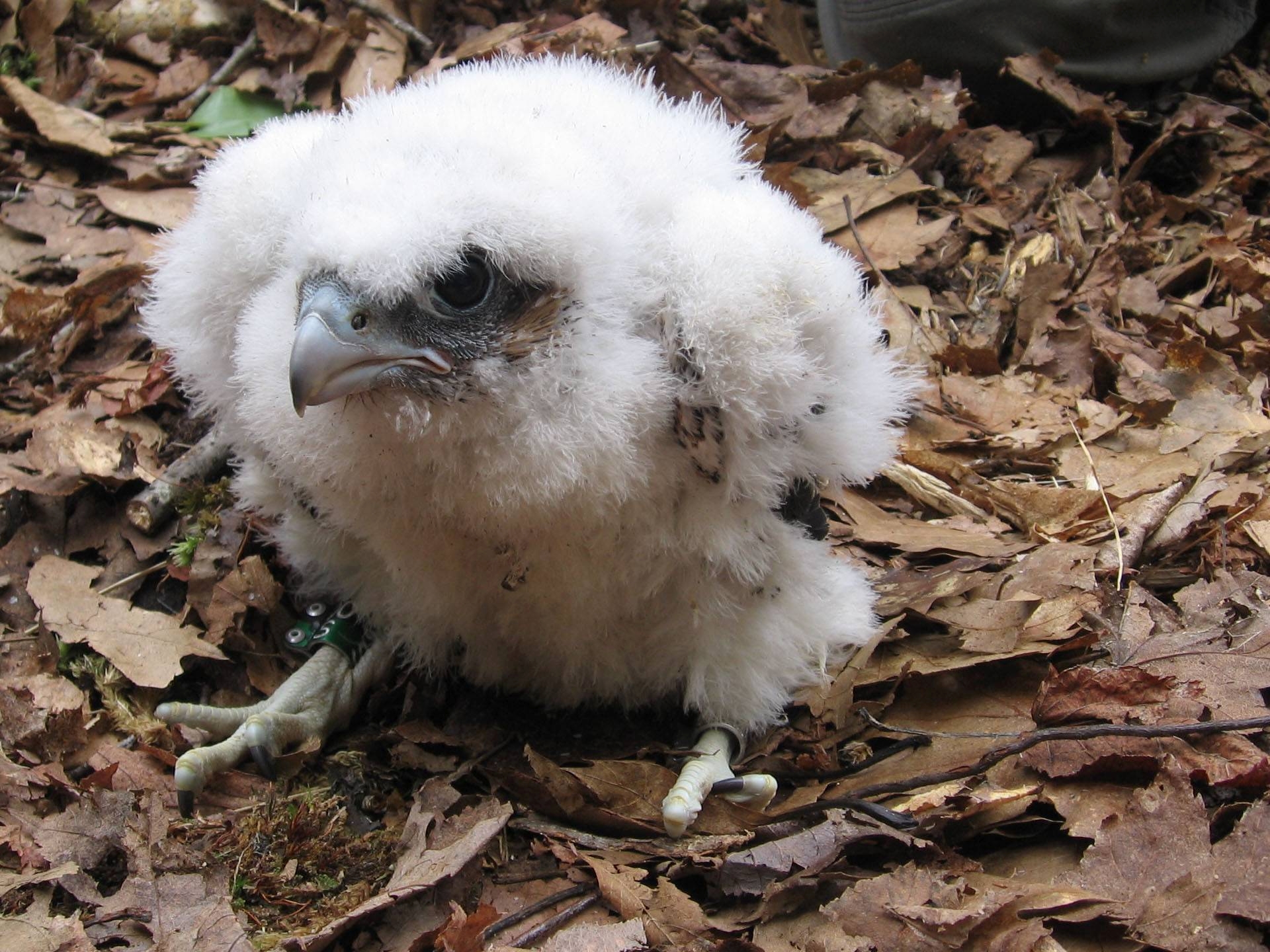 Peregrine Falcon Chick Banded peregrine falcon sits on granite cliff.