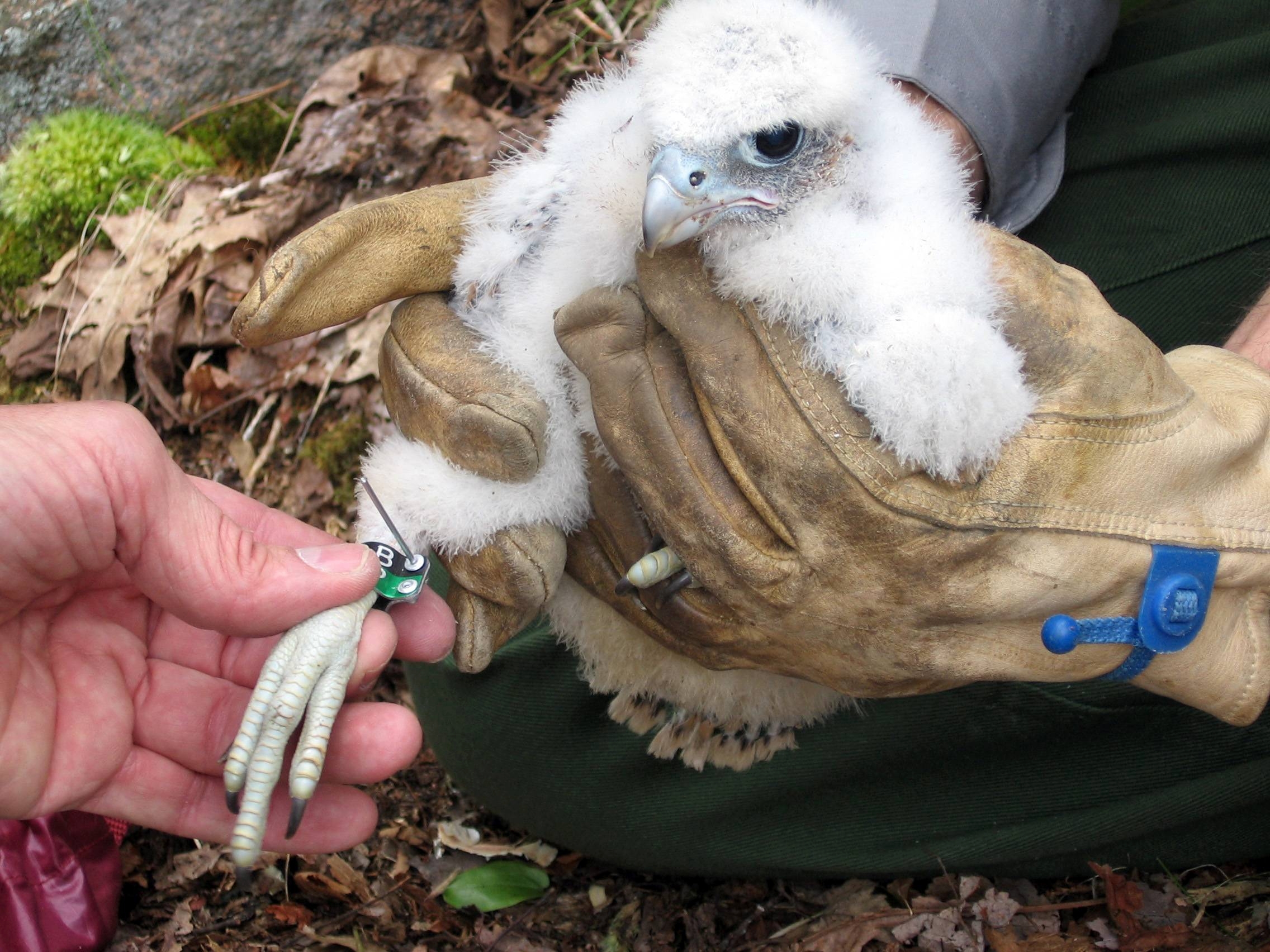 Peregrine falcon chick is held with hands in leather gloves