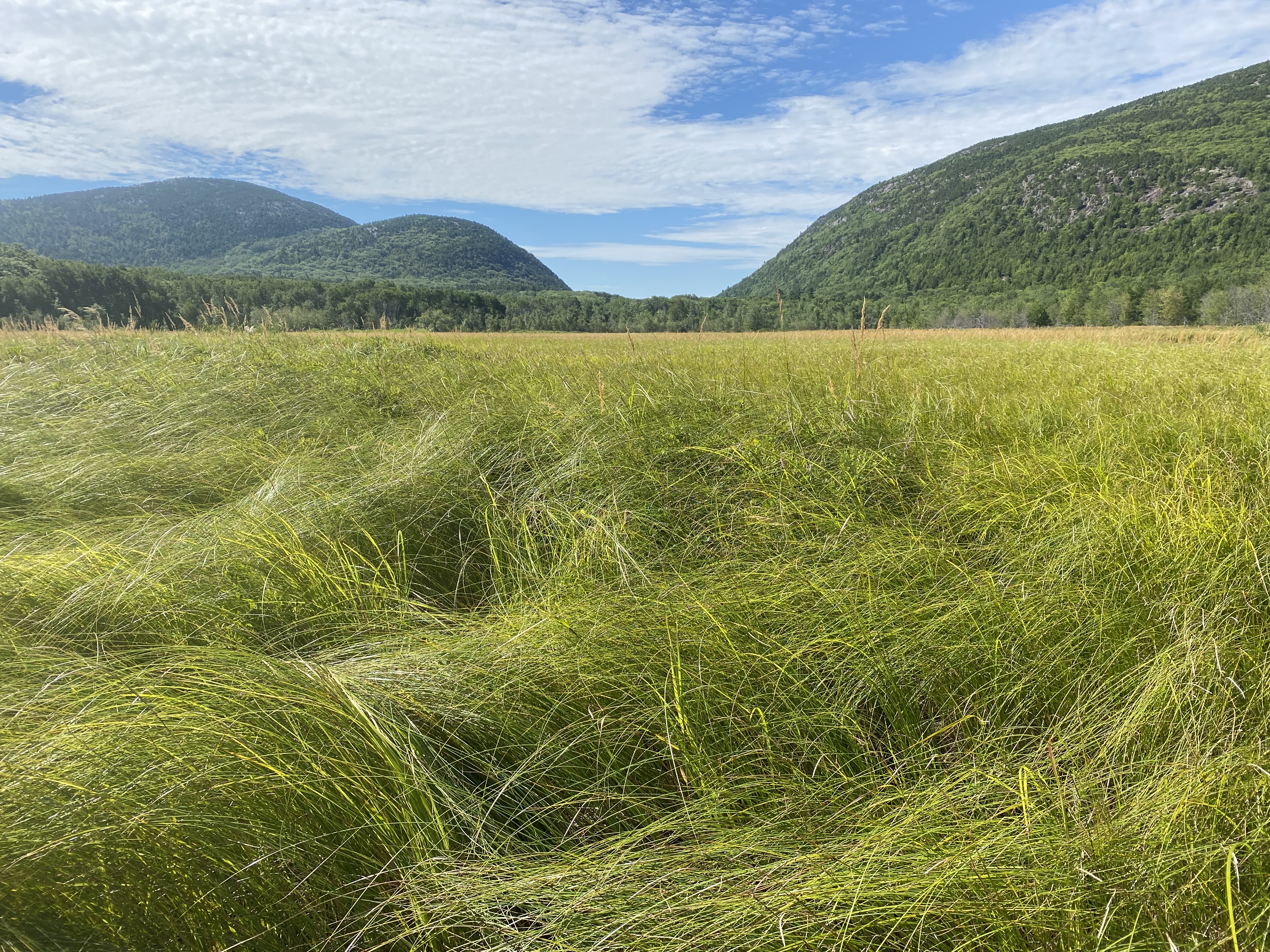 An open expanse of tall grass bent over in swaths in the foreground with mountains in distance