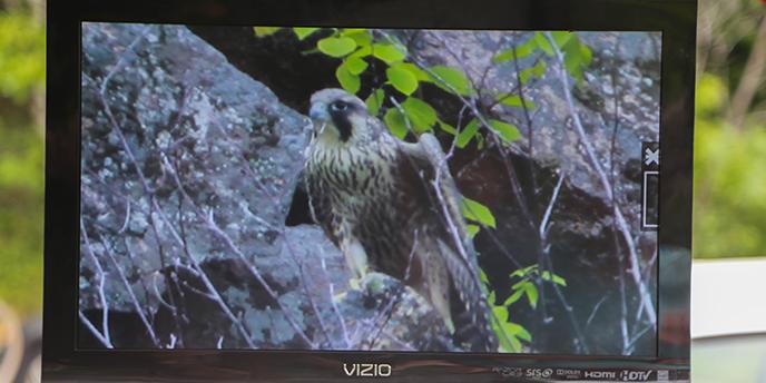 Peregrines on camera.