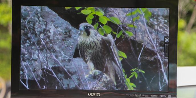 Peregrine falcon as seen through a scope on a television.