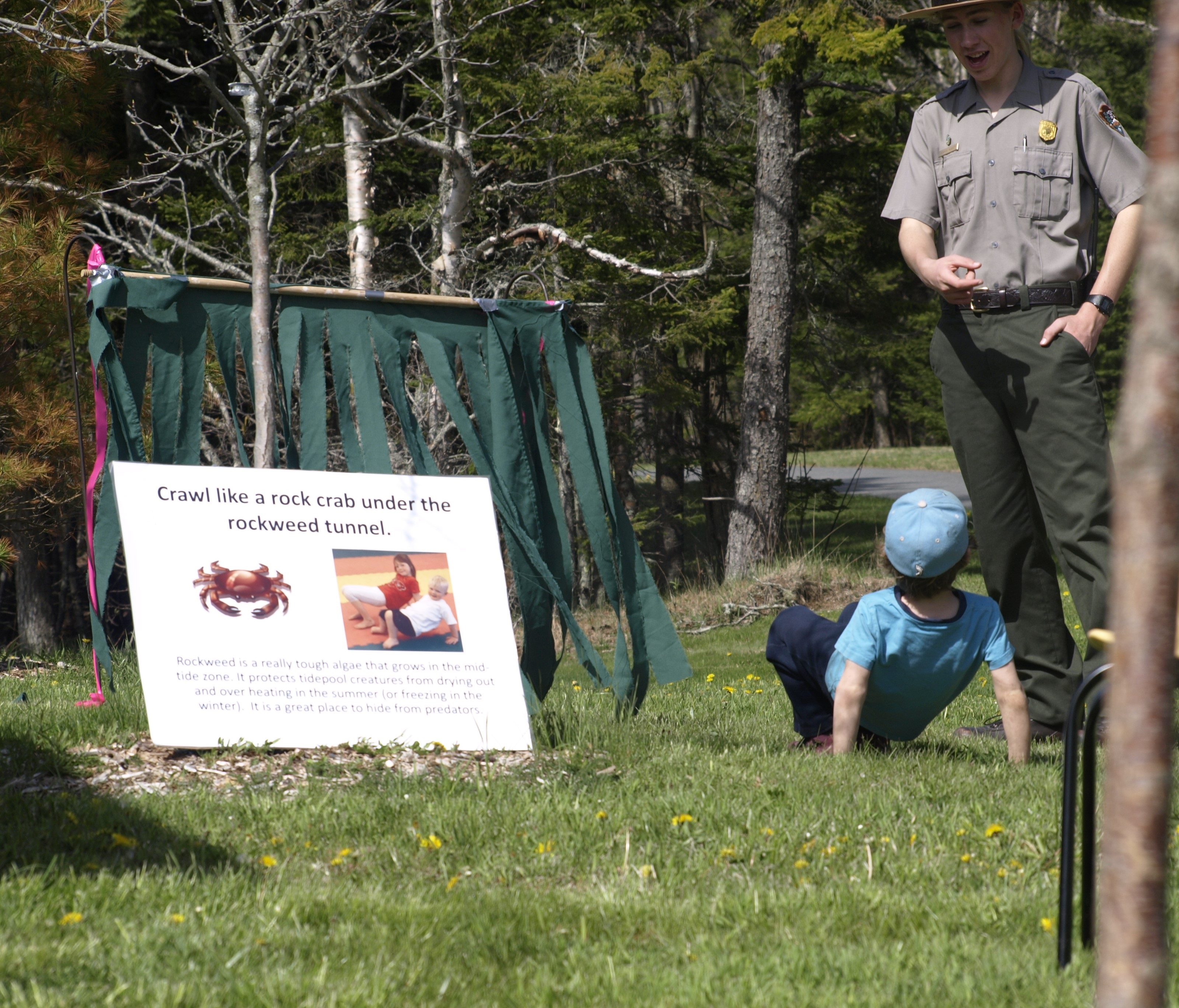 Park ranger Seamus Russet teaches Junior Rangers to crawl like a crab under the rockweed tunnel