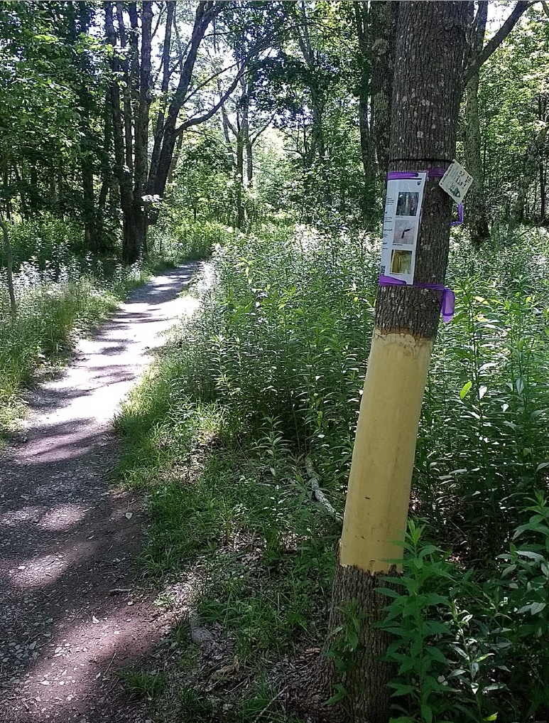 path through forest with a tree with a tan section instead of bark