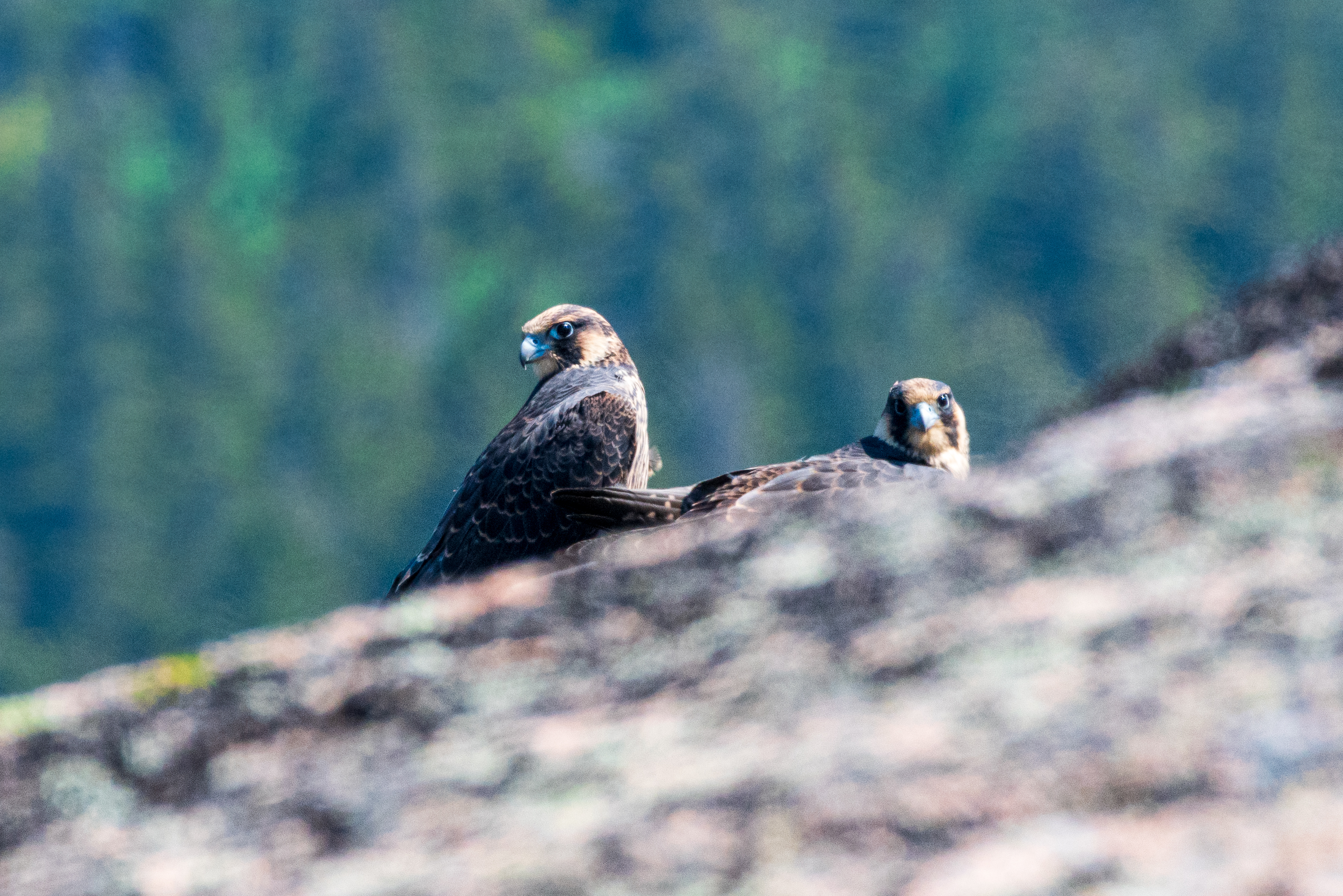 Two peregrine falcons sit next to each other on a granite cliff.