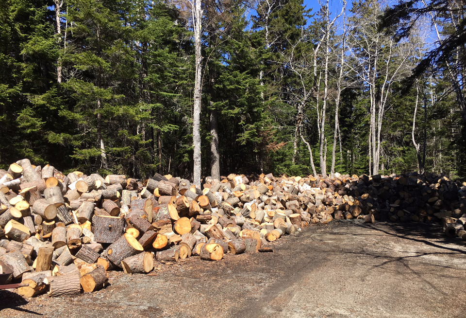 Pile of wood rounds in front of standing trees and blue sky