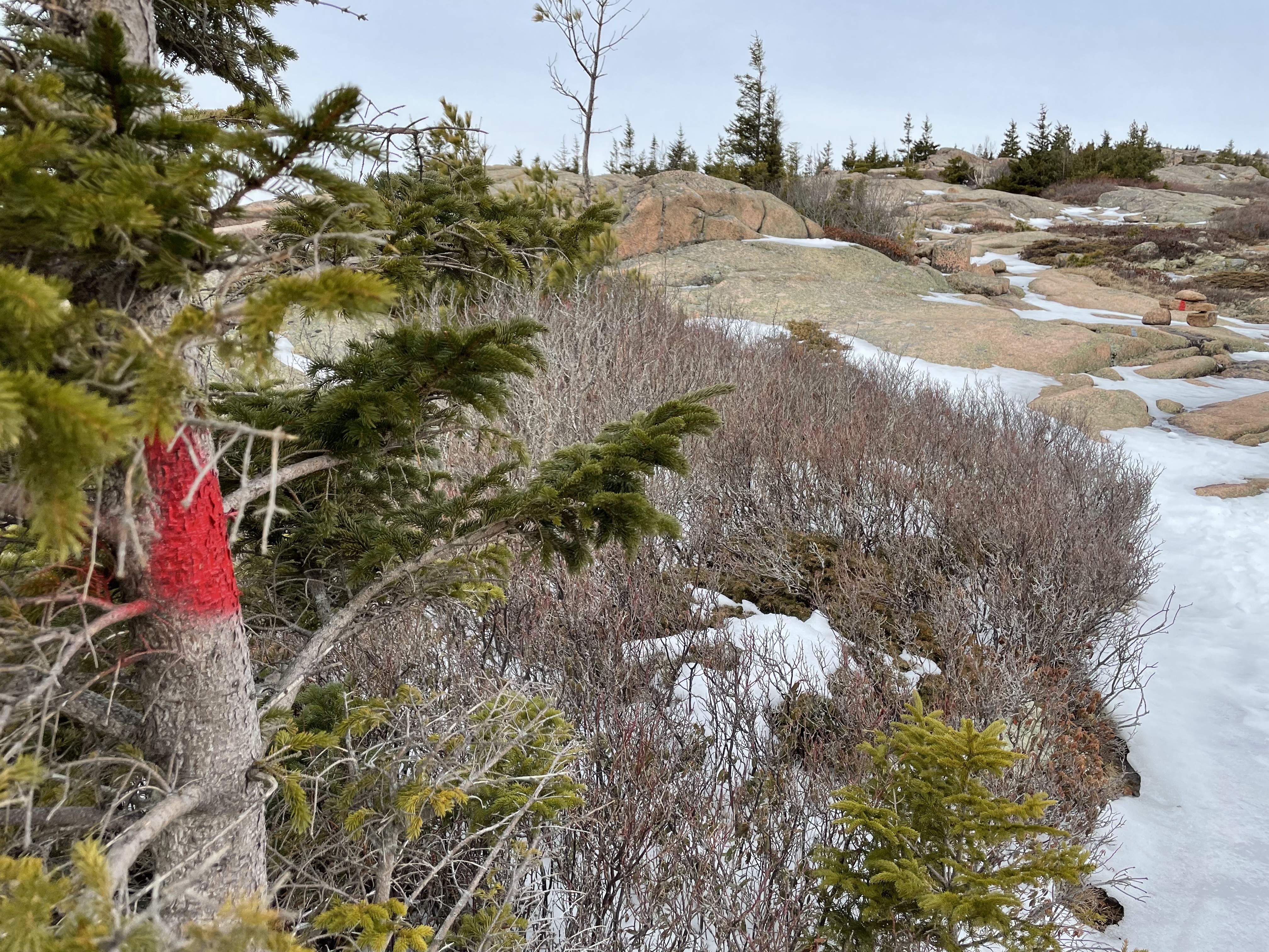 a tree splashed with red paint surrounded by rocks and vegetation on a winter mountain summit