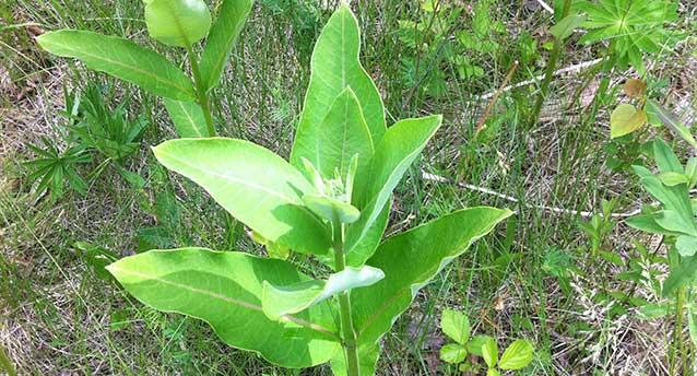 Milkweed