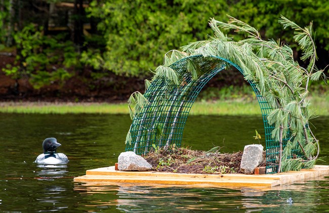 20180725_EchoLake_Loons088 An adult loon swims next to a floating nest raft