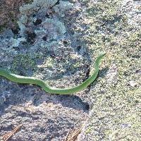 Green Snake by K Grant
