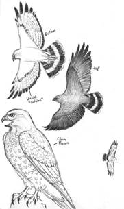 Raptor sketch by Delora Hilleary
