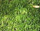 Sphagnum moss