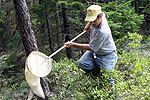 Sweep netting for hemiptera at the 2008 BioBlitz. Sweep netting for hemiptera at the 2008 BioBlitz.