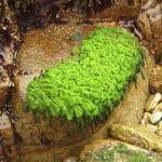 Acrosiphonia arcta in habitat - bright green on rock
