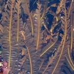 Alaria esculenta growing in water