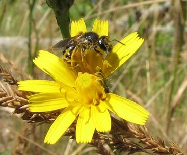 Bee on flower
