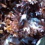 Close-up view of red algae