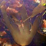 Laminaria digitata floating in water