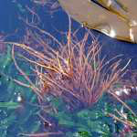 Red algae in water