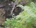 ferns thumbnail