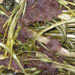 Red alga growing on another alga