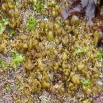 Leathesia difformis