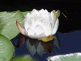 Water lily