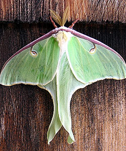 Bright green luna moth on wood shingles