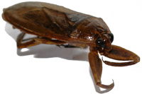 True bug
