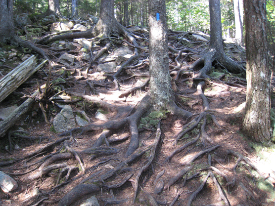 Deer Brook Trail erosion