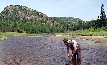 NPS employee samples water while standing in pond with mountain in background.