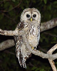Barred owl in tree