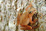 peeper