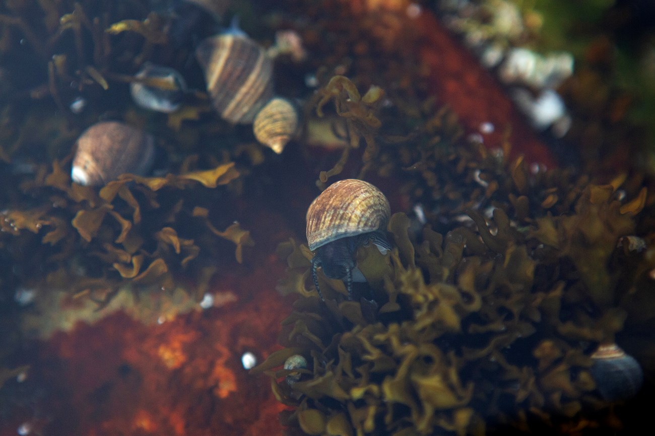 Snails moving in a tide pool